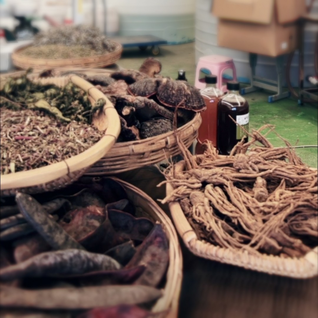 首乌等草 本古法熬x制 长x茂密x有光泽 x平地变丛林