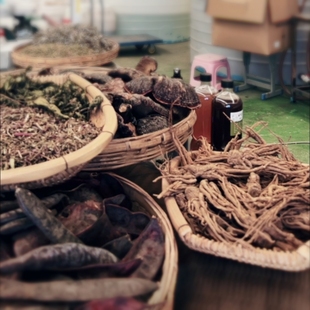 首乌等草 本古法熬x制 长x茂密x有光泽 x平地变丛林