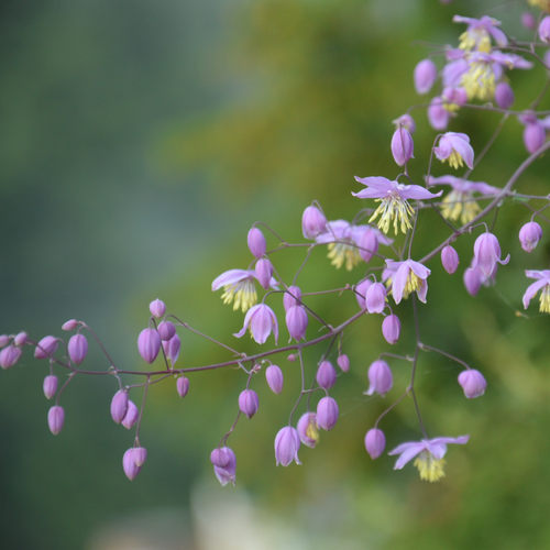小园丁的夏日时光 偏翅唐松草 淡紫皮实好养庭院花园切花宿根植物