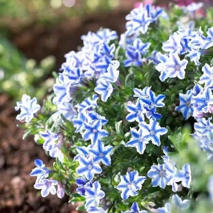 小园丁的夏日时光 疏花木紫草 阳台盆栽花卉植物