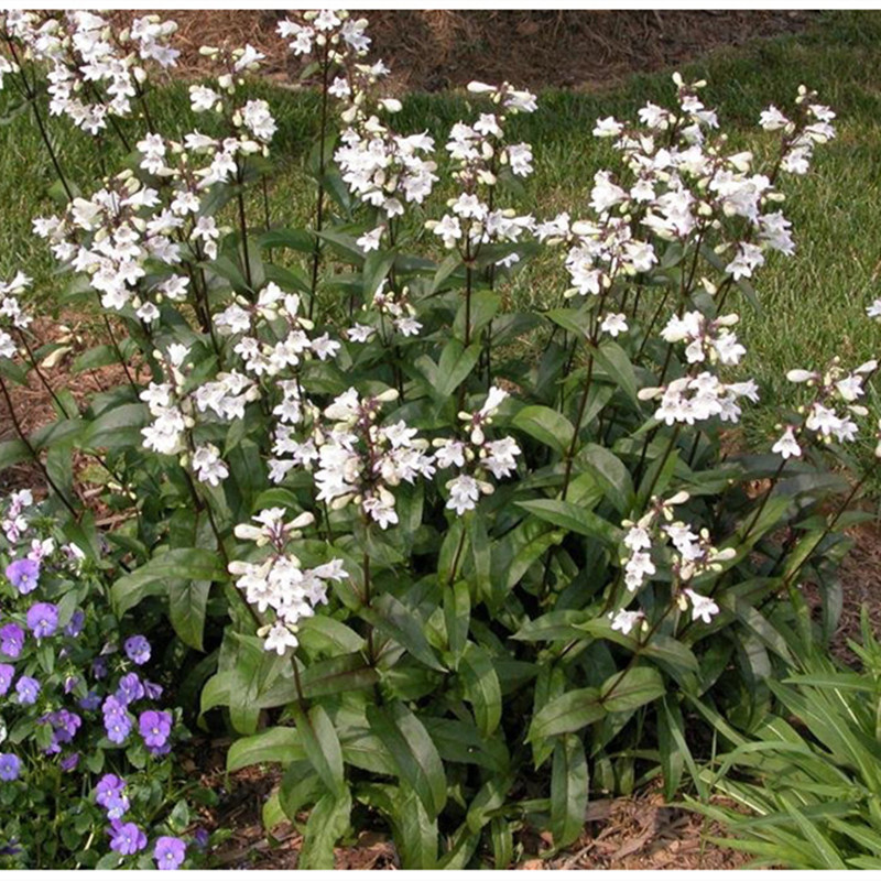 小园丁的夏日时光 毛地黄钓钟柳 宿根常绿耐寒耐热观叶植物盆栽苗