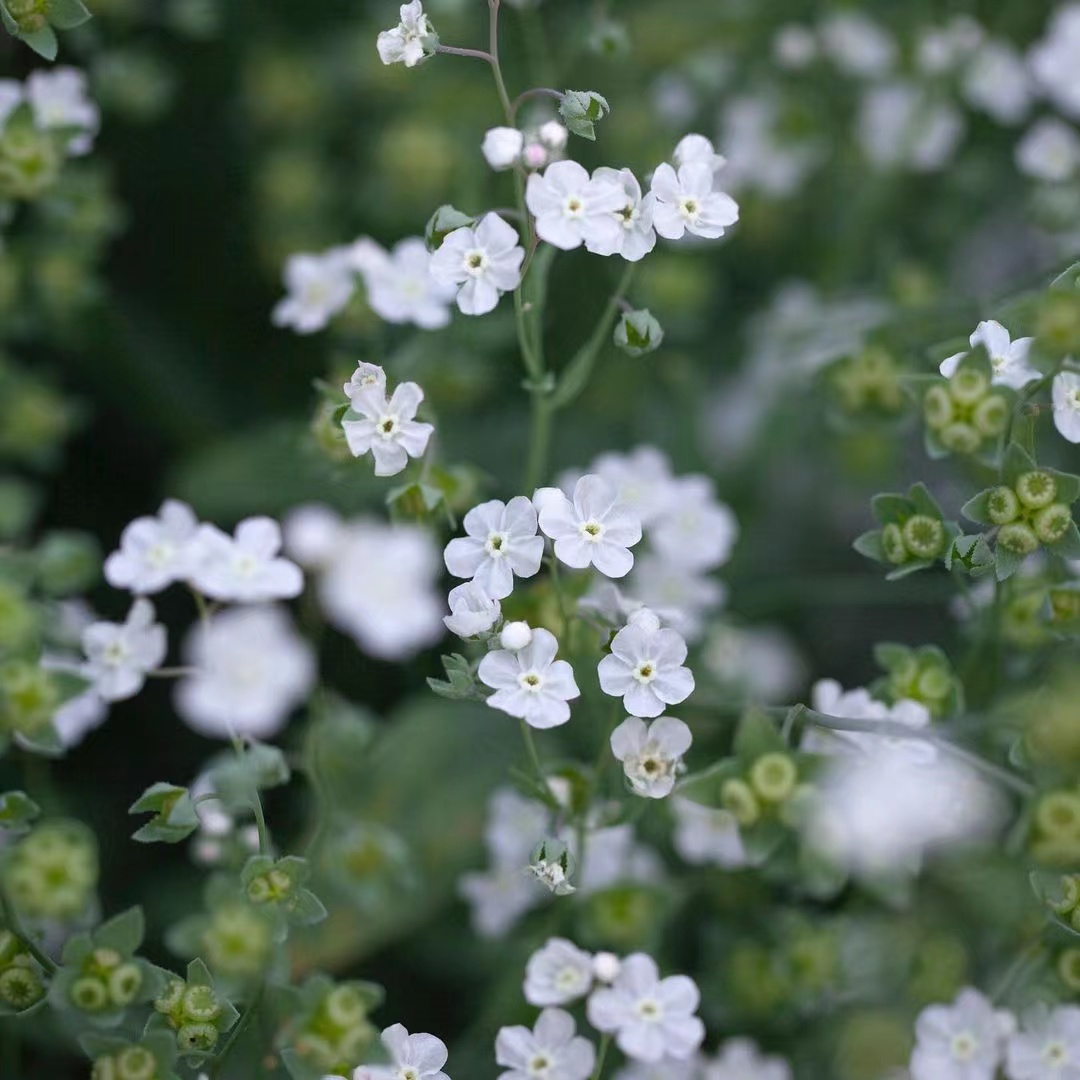 阿根廷勿忘我 亚麻叶脐果草 好养阳台盆栽可爱又有野趣的草花
