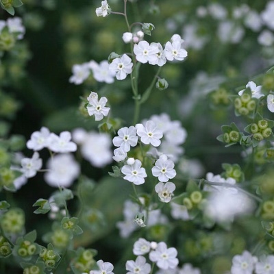 阿根廷勿忘我 亚麻叶脐果草 好养阳台盆栽可爱又有野趣的草花