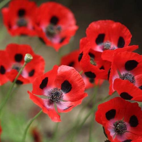 小园丁的夏日时光 虞美人 瓢虫耐寒好养庭院花园植物阳台盆栽花卉