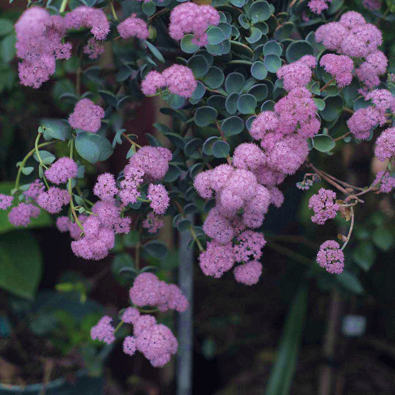小型圆扇八宝景天 hylotelephium sieboldii耐热阳台好养植物花卉