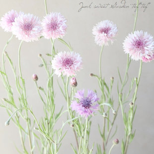 小园丁的夏日时光 矢车菊 黑球 粉色 好养花园植物阳台盆栽花卉