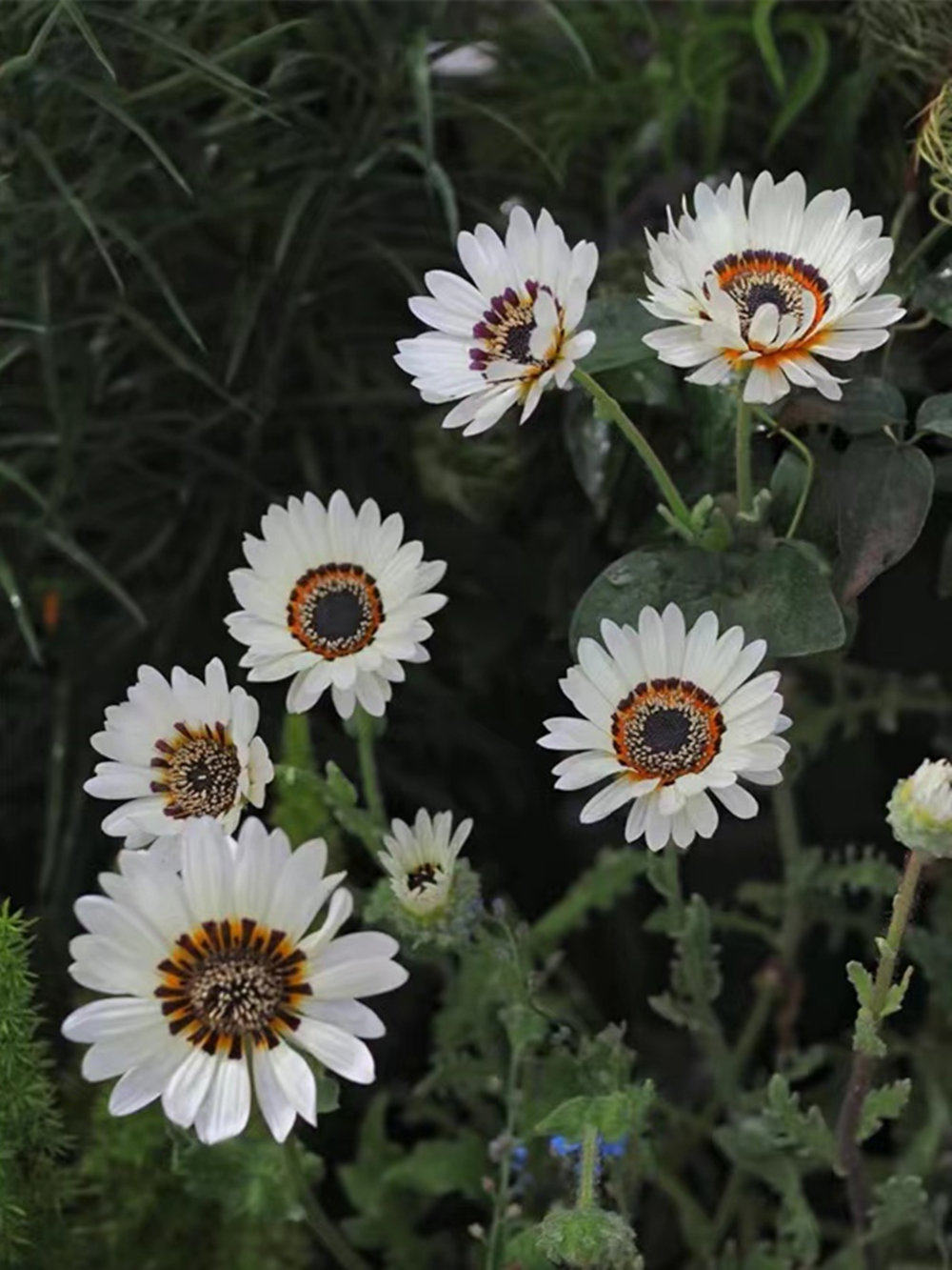 小园丁的夏日时光 凉菊 好养耐寒春季开花阳台盆栽花卉花园植物,鲜花速递/花卉仿真/绿植园艺,时令草本花卉,淘宝优惠券,粉丝福利购,淘宝优惠卷