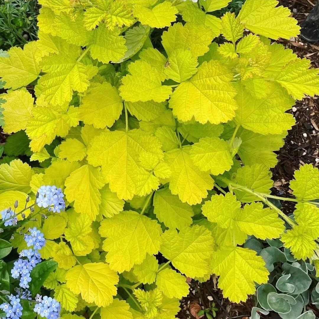小园丁的夏日时光 金叶茅莓 阳台盆栽庭院花园爬藤植物观叶花卉
