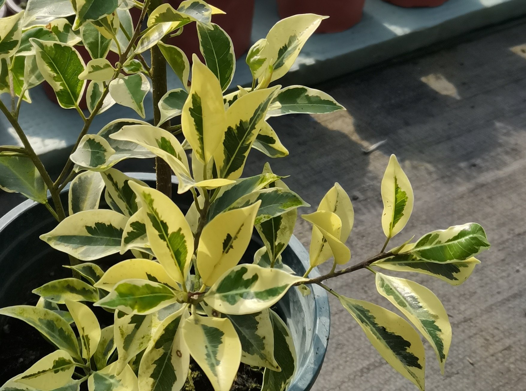 小园丁的夏日时光 星光垂榕多年生 耐阴凉阳台四季常绿好养盆栽苗,鲜花速递/花卉仿真/绿植园艺,时令草本花卉,淘宝优惠券,粉丝福利购,淘宝优惠卷