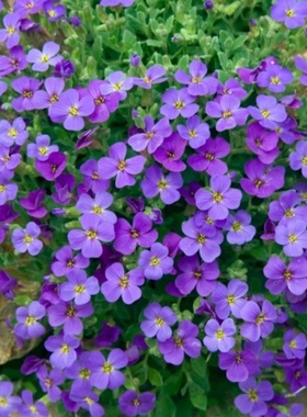 小园丁的夏日时光 南庭芥 紫色 白色 岩石花园植物阳台盆栽花卉