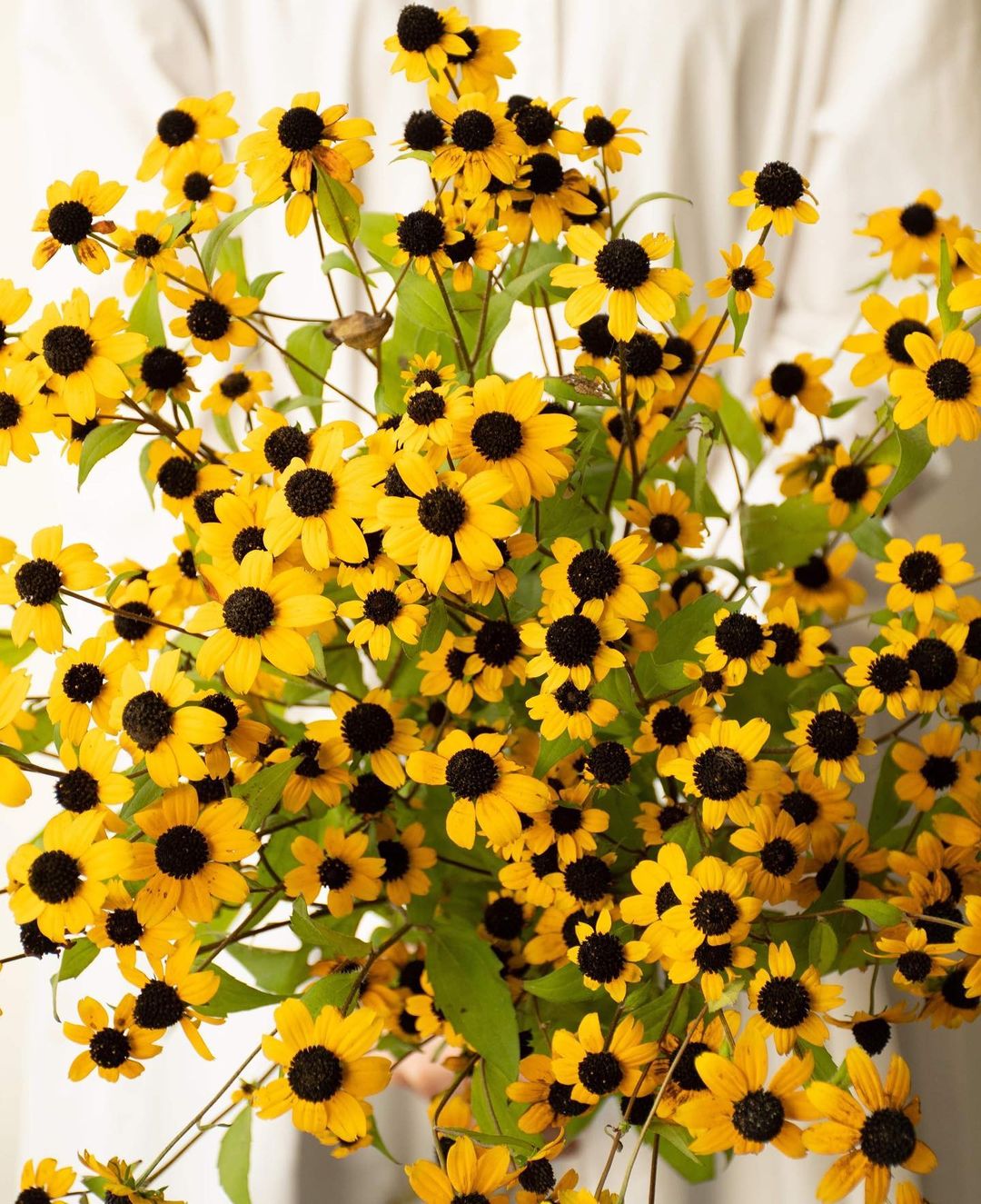 小花裂叶 金光菊 金色野火 耐寒耐热宿根野趣自然风切花花园植物