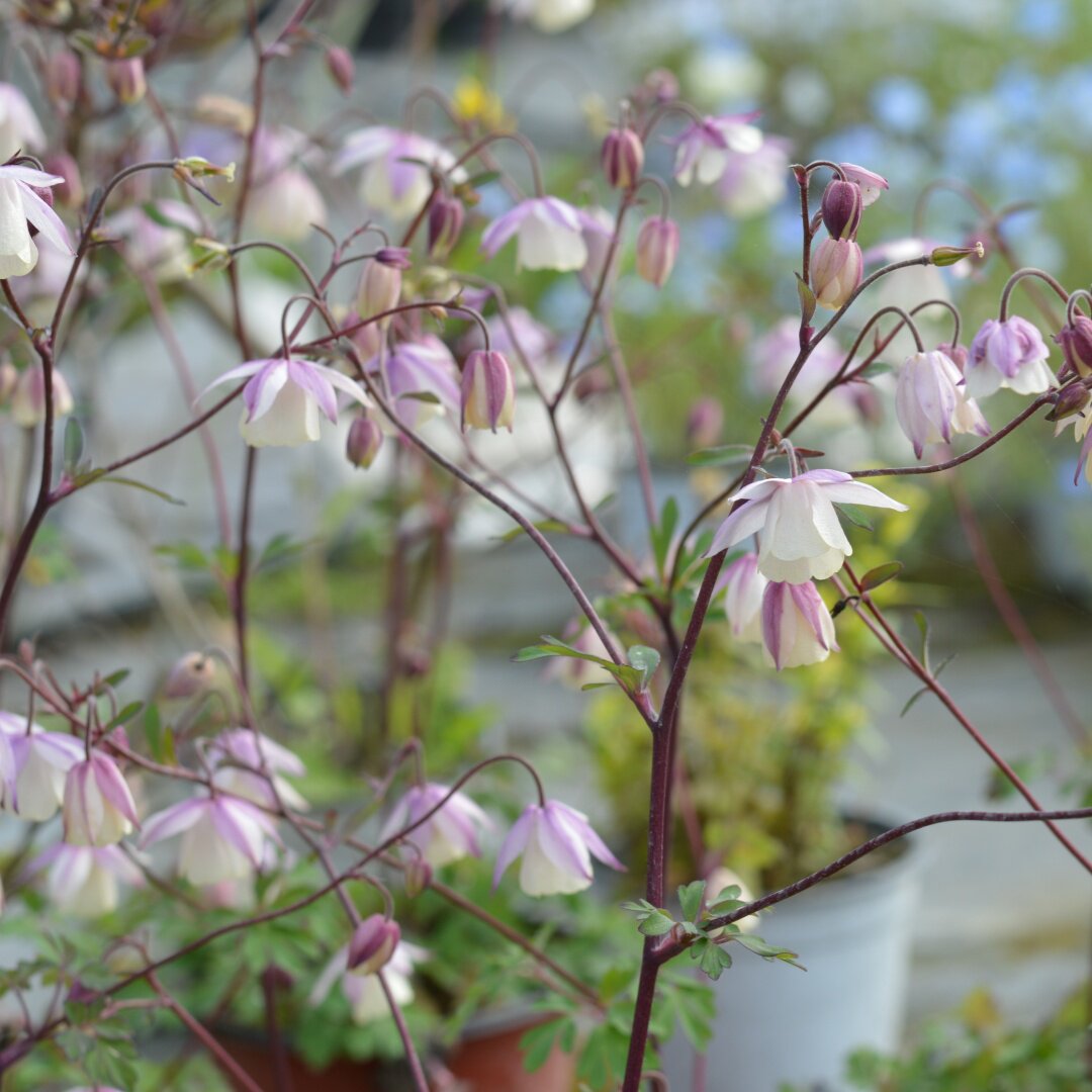 小园丁的夏日时光 无距耧斗菜青金石 多年生耐寒花阳台盆栽植物