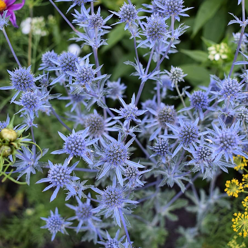 小园丁的夏日时光扁叶刺芹蓝闪光耐寒宿根植物庭院花园切花花卉