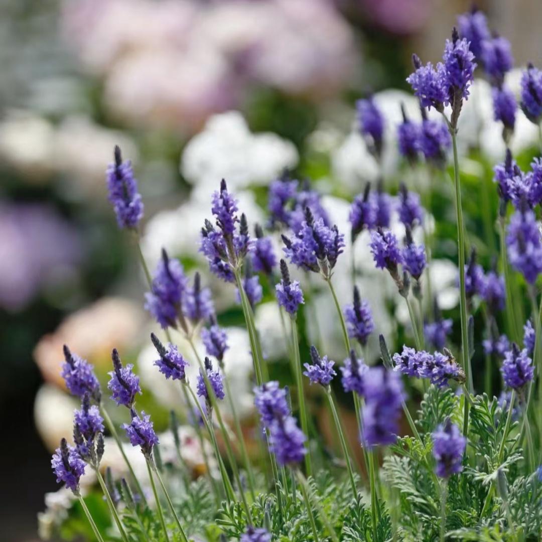 小园丁的夏日时光 羽叶薰衣草 花园庭院阳台好养易开花盆栽植物