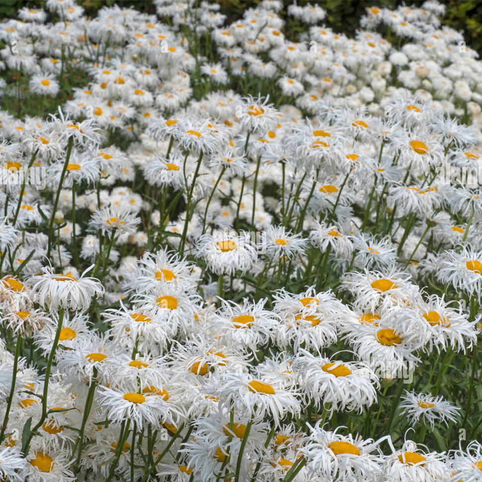 小园丁的夏日时光 大滨菊 薄纱 好养切花耐热庭院花园植物盆栽苗,鲜花速递/花卉仿真/绿植园艺,宿根/地被植物,淘宝优惠券,粉丝福利购,淘宝优惠卷
