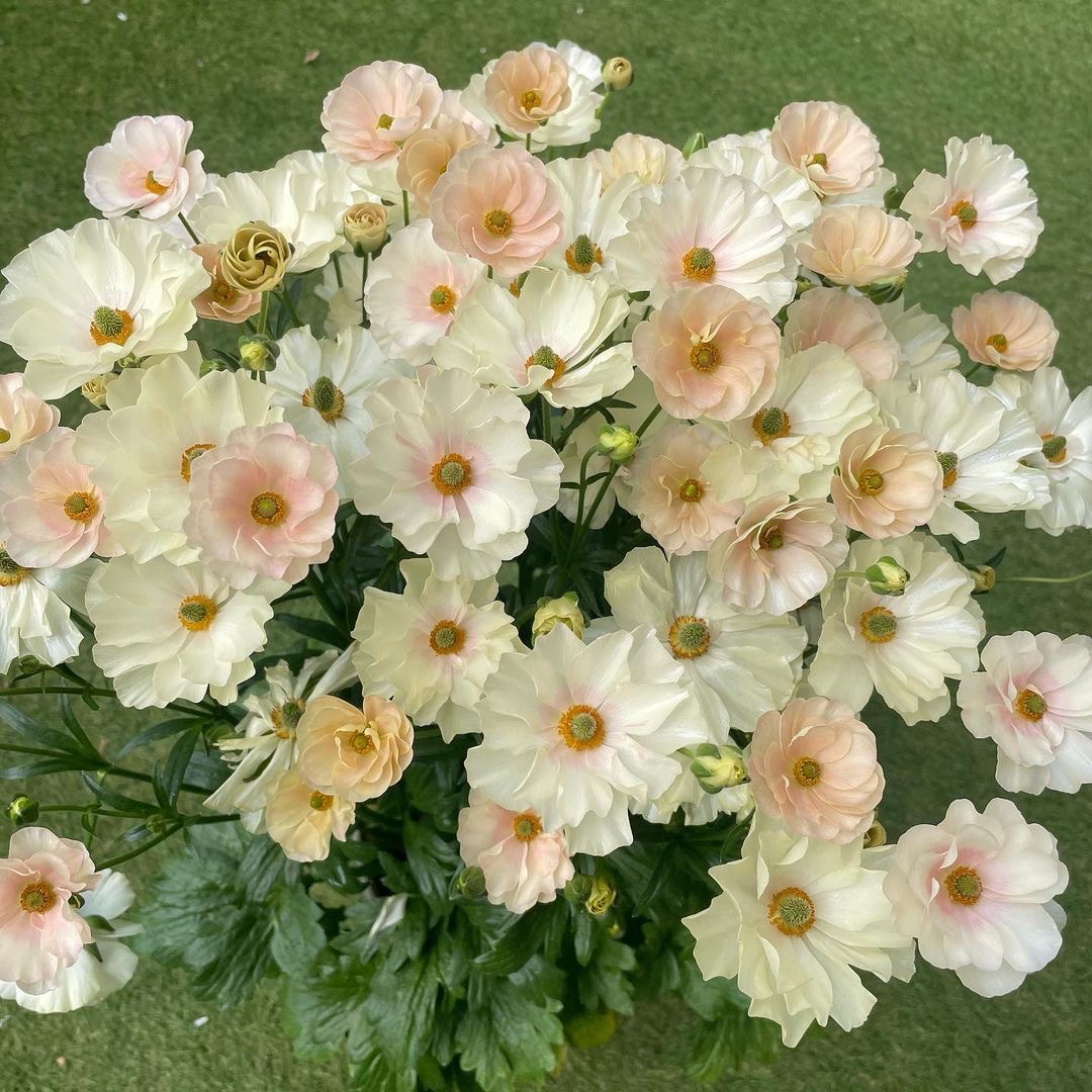 蝴蝶花毛茛进口种球根