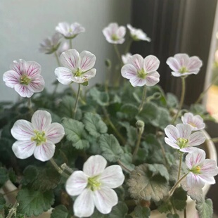 小园丁的夏日时光 姬风露草 牻牛儿苗山野草高山植物阳台盆栽花卉