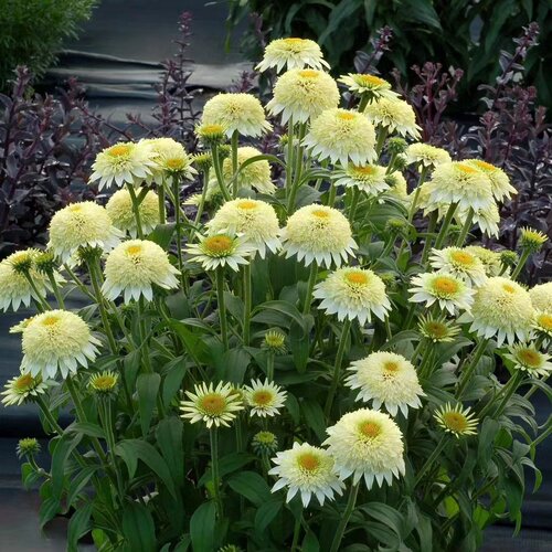 小园丁的夏日时光 重瓣松果菊 香草泡芙 耐热多年生夏季开花植物