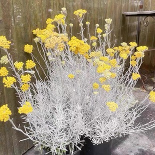 小园丁的夏日时光 冰锥蜡菊 阳台盆栽常绿耐寒观叶植物盆栽苗