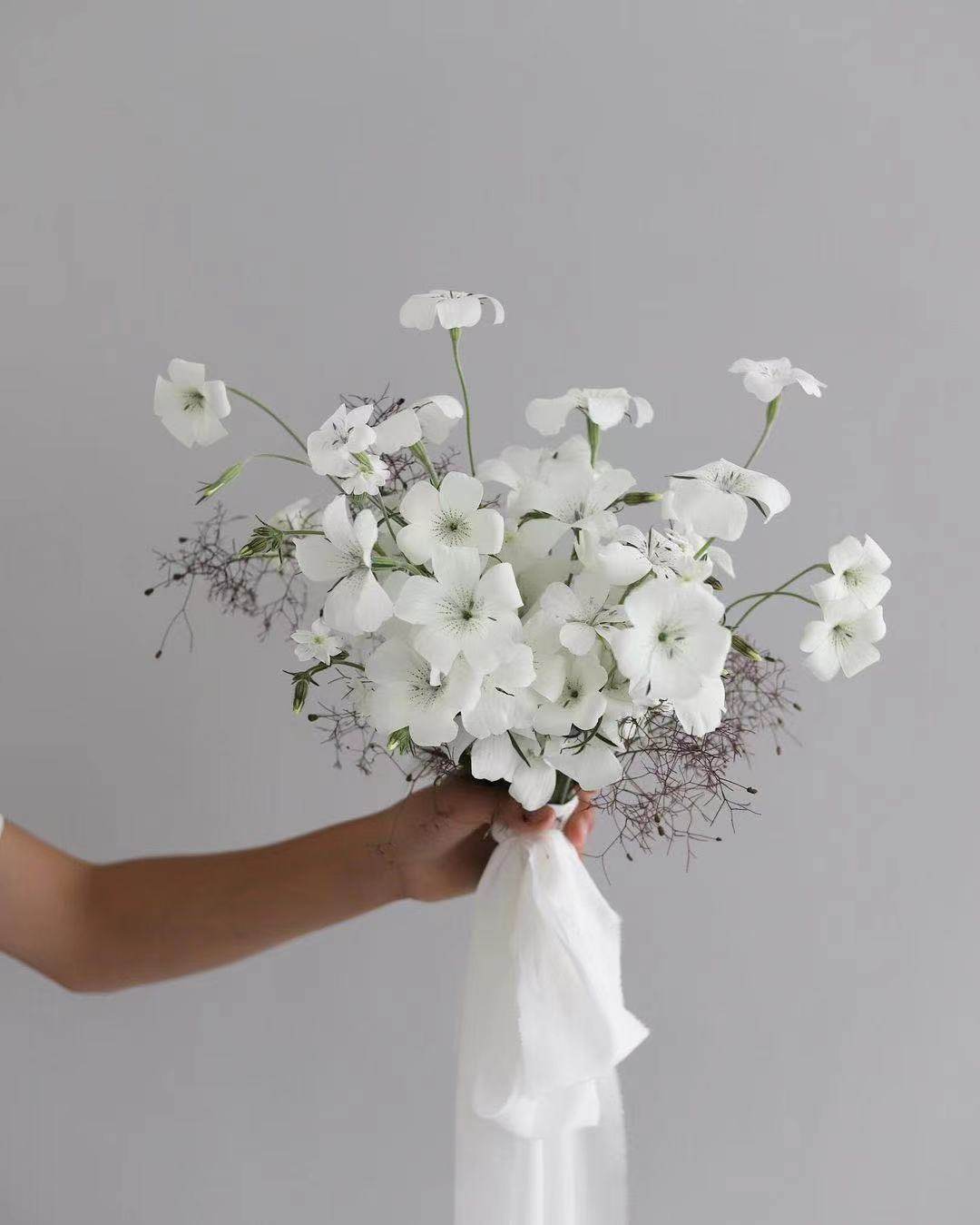 大花麦仙翁海洋珍珠耐寒切花植物