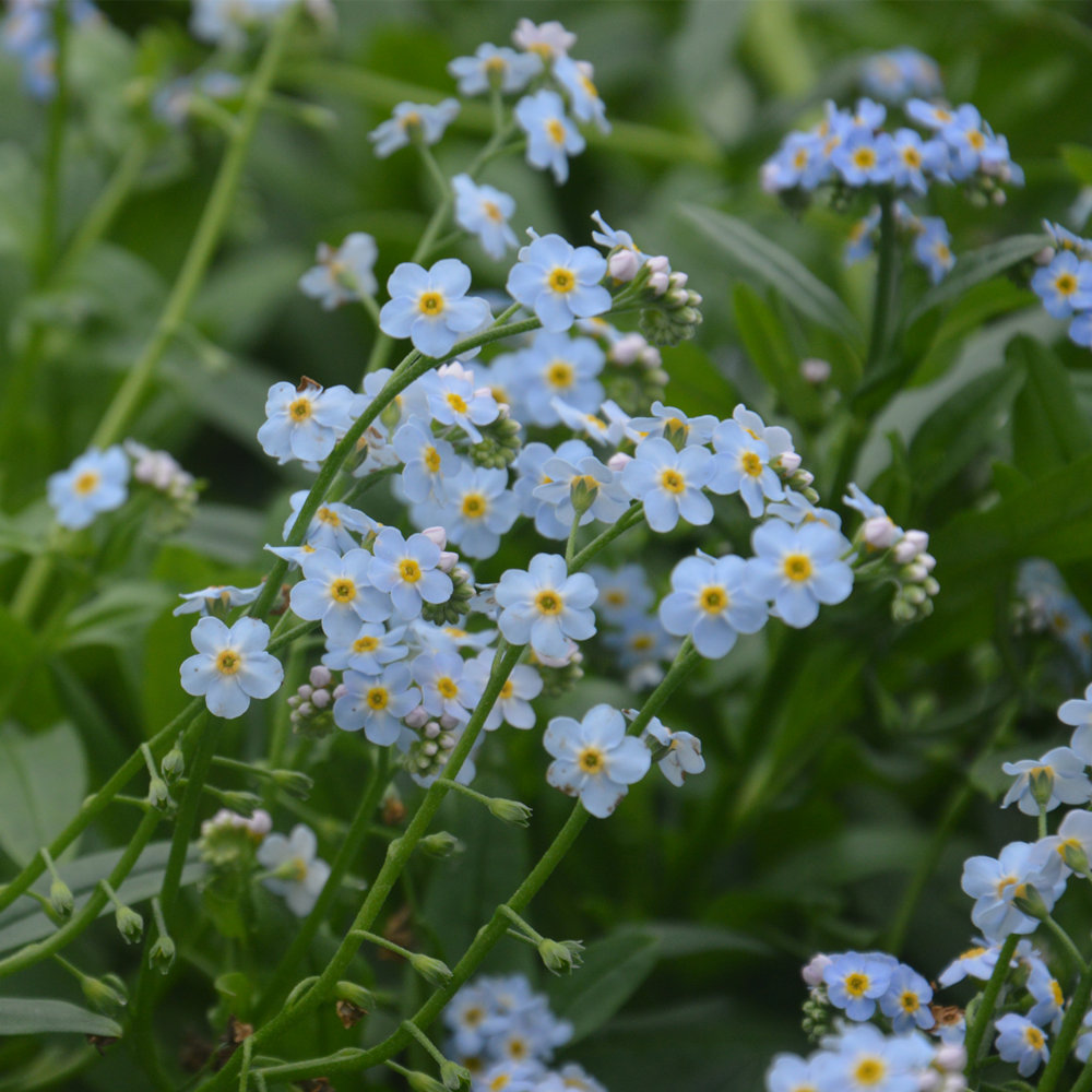 清新淡雅的大花勿忘我