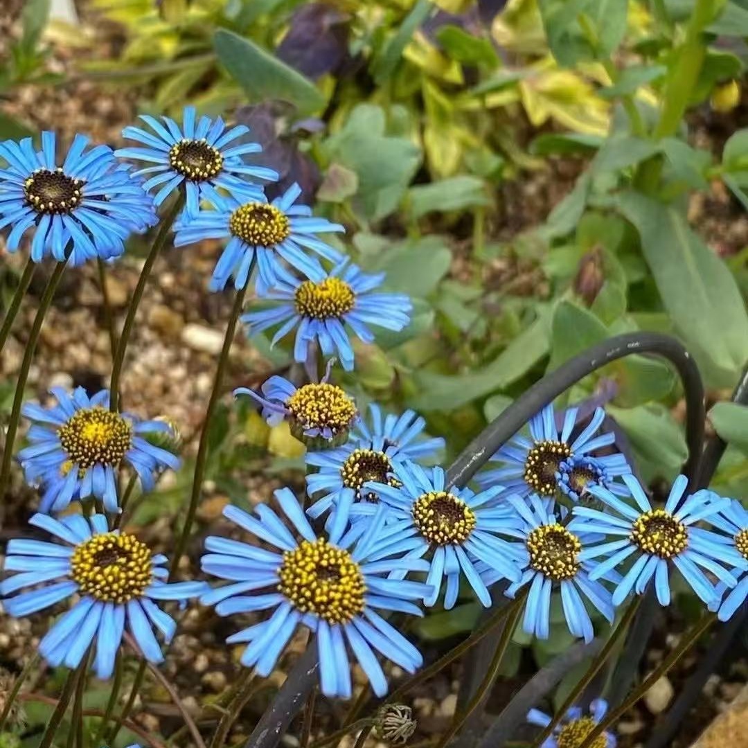 小园丁的夏日时光 翠鸟雏菊 蓝色 阳台盆栽花卉花园植物