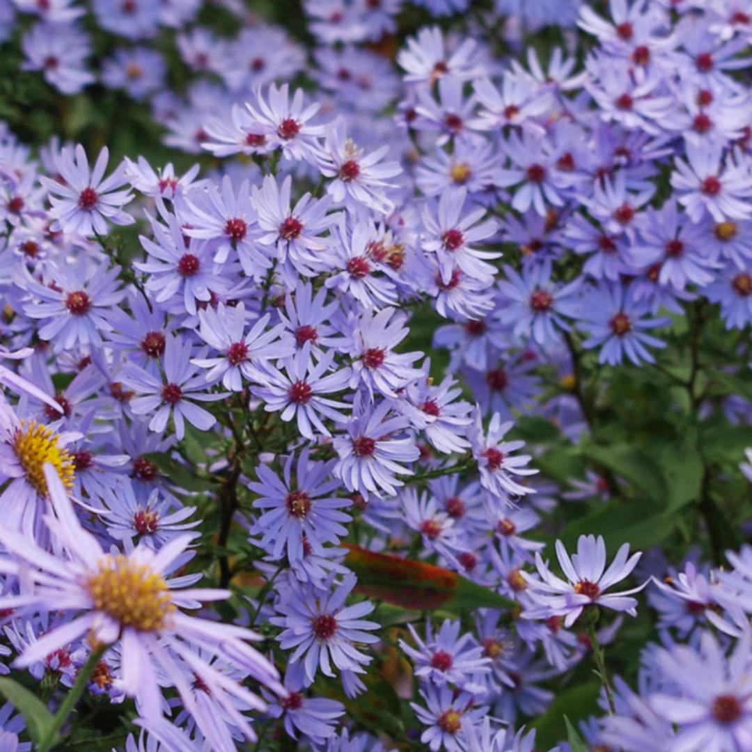 小园丁的夏日时光 荷兰菊 紫菀 卡罗 耐热好养盆栽植物宿根花卉