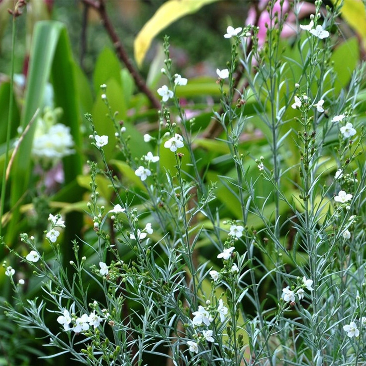 小园丁的夏日时光 柳叶星河花 耐热好养阳台观叶花卉植物盆栽苗