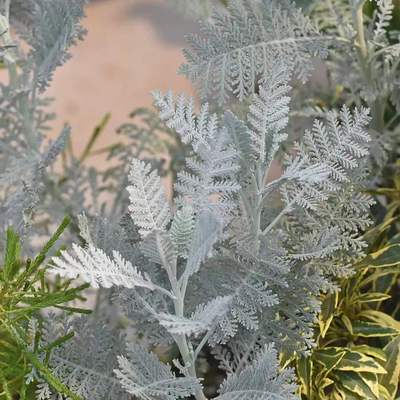 银叶菊赛车手耐寒观叶植物