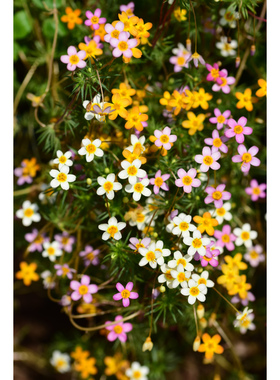 小园丁的夏日时光 点地梅状夕雪麻