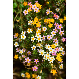 小园丁的夏日时光 点地梅状夕雪麻