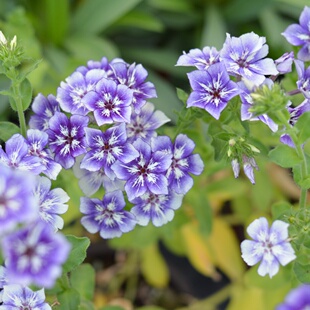 小园丁的夏日时光 福禄考 星星糖 脸红新娘 好养花期长阳台盆栽