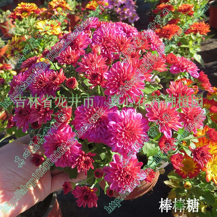 真心花卉多年生【荷兰菊】美人菊/北京夏菊/小菊/美女菊/营养钵苗