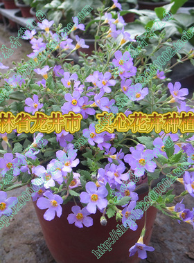 真心花卉/多年生/进口垂吊/假马齿苋/蓝色 白色营养钵苗