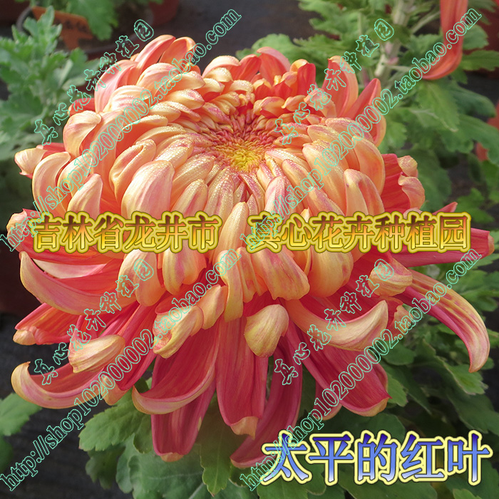 真心花卉多年生宿根盆栽大花品种菊花九月菊【太平红叶】营养钵苗 鲜花速递/花卉仿真/绿植园艺 时令草本花卉 原图主图