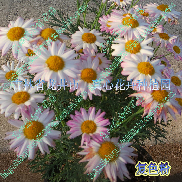 真心花卉 多年生 雏菊 玛格丽特 【复色粉】糖果玛  营养钵苗