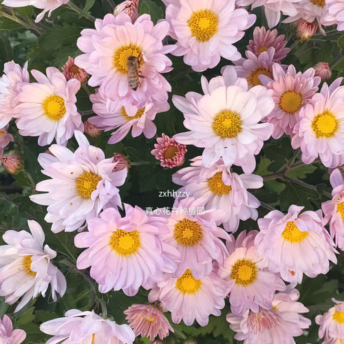 零下35℃耐寒粉雾小菊宿根爆花