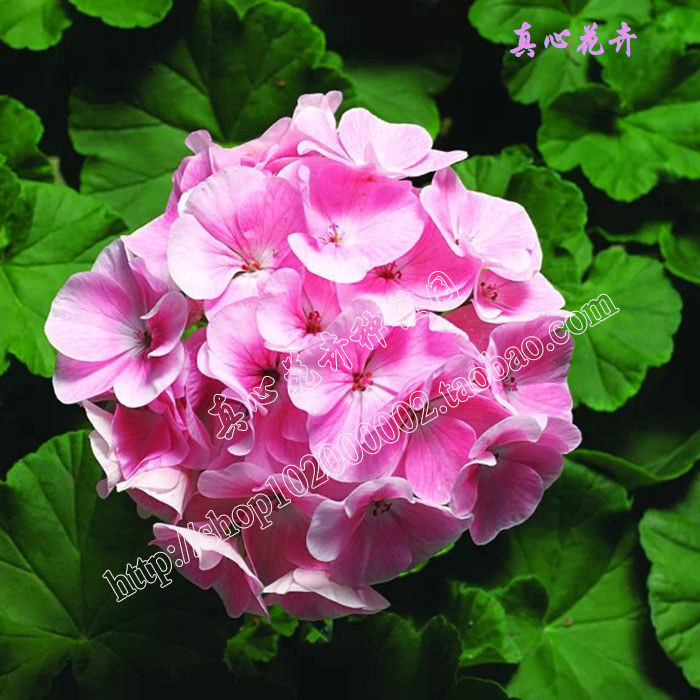 真心花卉/盆栽花卉四季开花/进口天竺葵洋绣球中子星/桃红色苗