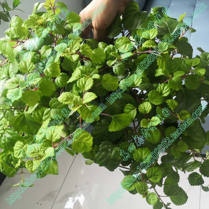真心花卉/多年生/瑞典常春藤苗/如意蔓/阳台悬挂盆栽室内净化空气