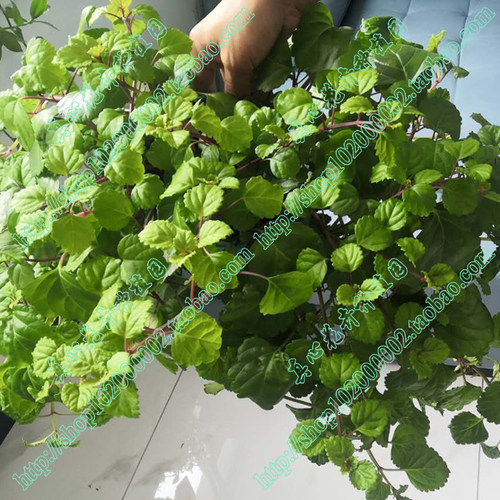 瑞典常春藤室内植物绿植营养钵苗