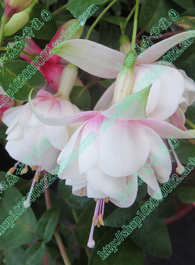 真心花卉/四季开花/倒挂金钟/吊钟海棠/重瓣【白色经典】灯笼苗