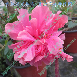 真心花卉 盆栽花卉地栽庭院阳台扶桑 木槿牡丹 大花重瓣 营养钵苗