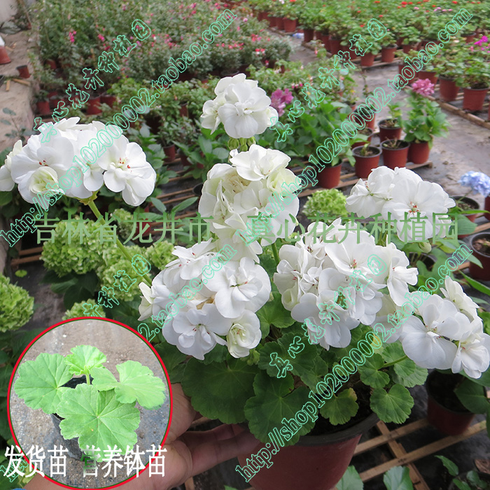 洋绣球白色营养钵直立天竺葵