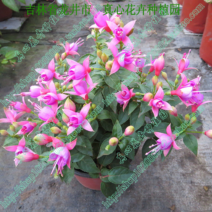 真心花卉盆栽倒挂金钟吊钟海棠【阿贝尔提那】灯笼花苗营养钵苗