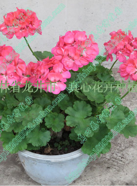 花卉洋绣球橙色营养钵天竺葵苗