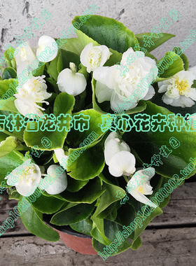 真心花卉盆栽花卉花期长绿叶重瓣四季海棠/皇后白色/营养钵苗