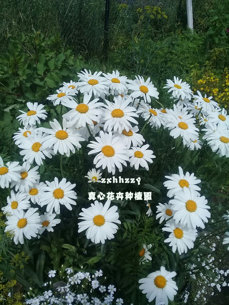 真心花卉大滨菊宿根庭院春夏秋图片
