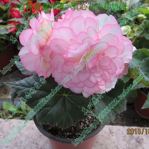 真心花卉盆栽大花【】多年生草本
