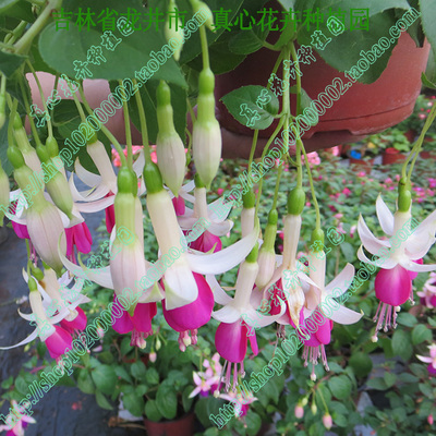 盆栽四季开花海棠倒挂金钟