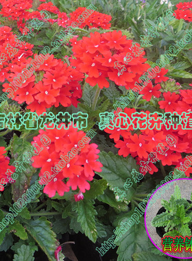 真心花卉 进口盆栽多年生耐热耐寒-托斯卡纳美女樱-绯红-花苗